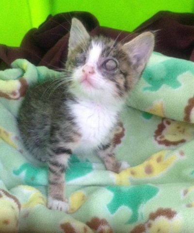 Thea when she arrived in care. CatRescue 901 image