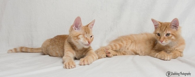 Oleg & Pumpkin are available for adoption from CatRescue 901