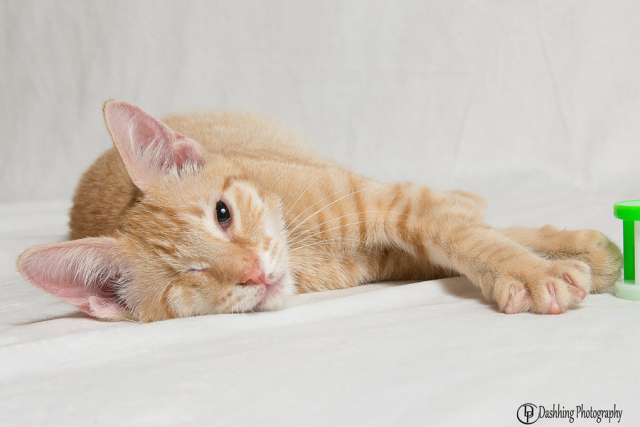 Oleg & Pumpkin are available for adoption from CatRescue 901