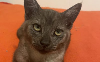 Zena
