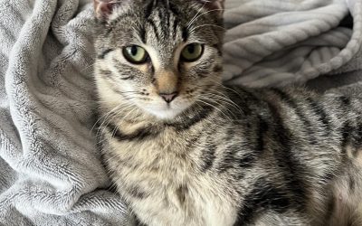 Georgie