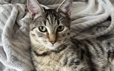 Georgie