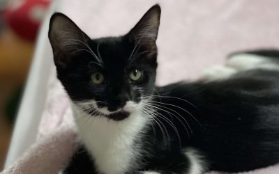 Fiyero