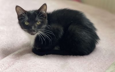 Elphaba