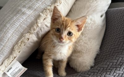 Ed