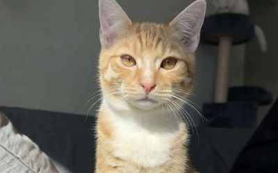 Ed