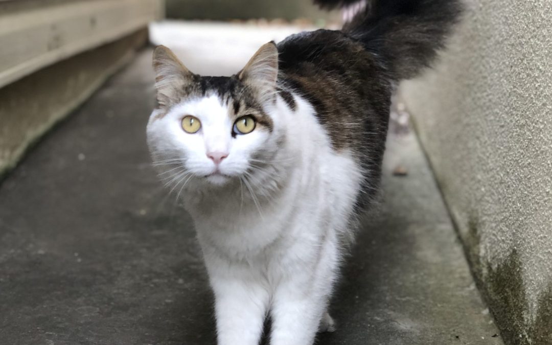 Rocki – Assisted Rehome