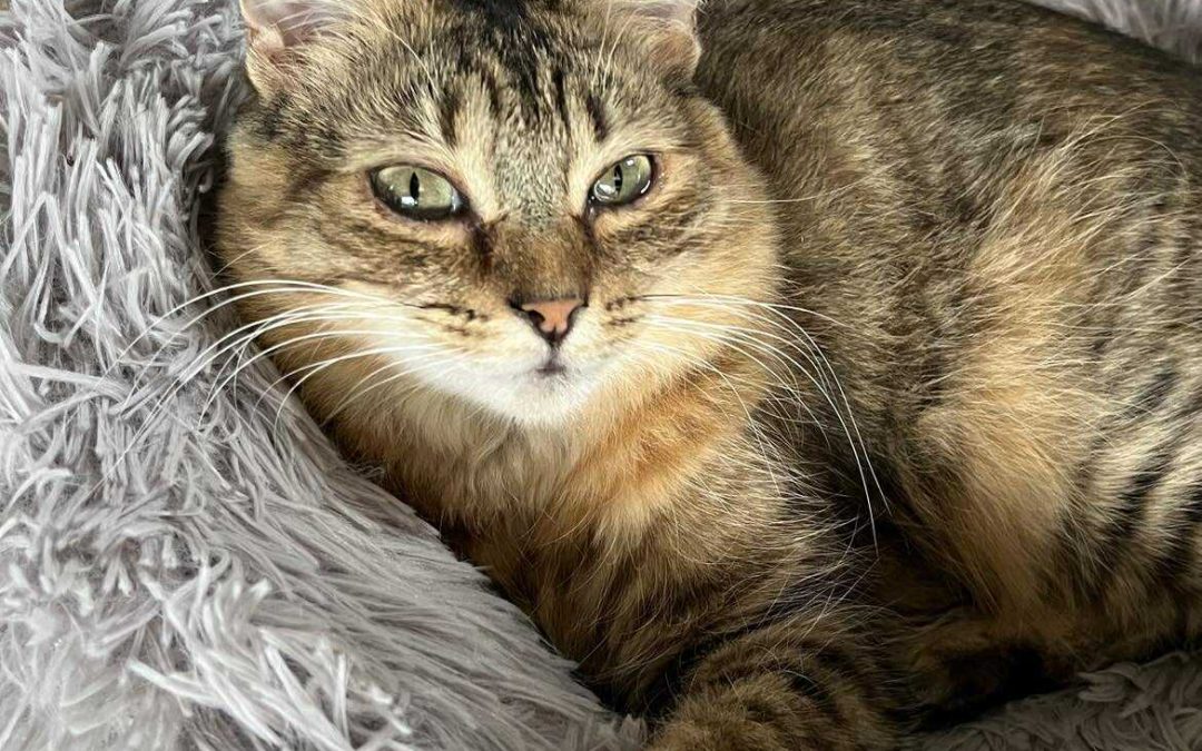 Macha