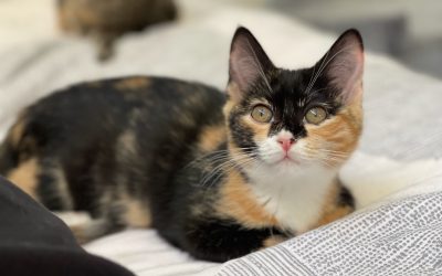 Buttercup – On Trial