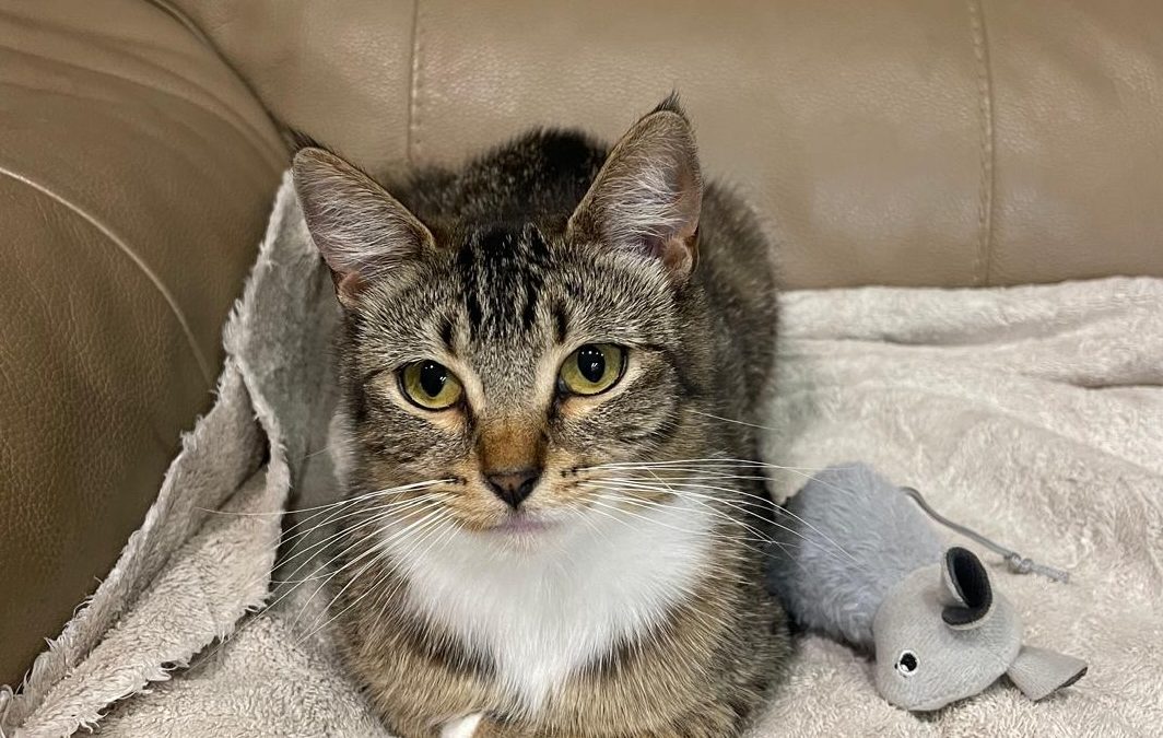 Mai – Assisted Rehome