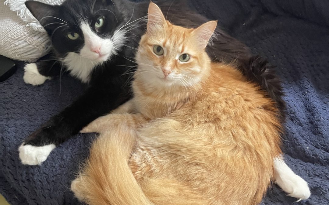 Sully and Nala – Assisted Rehome