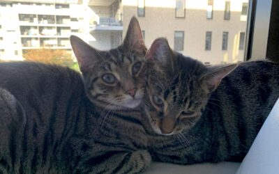 Bennett and Eddison – On Hold