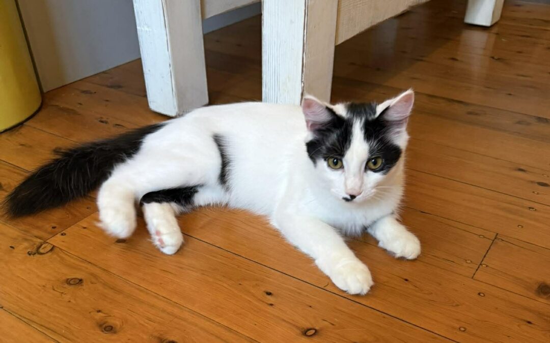 Oreo-Jane – On Trial