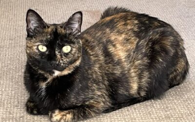 Arya