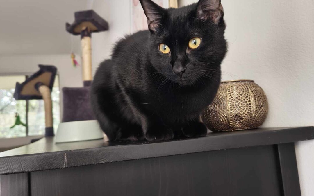 Coal