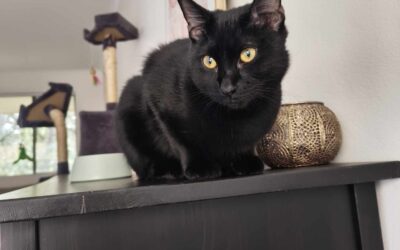 Coal