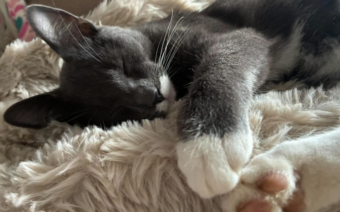 Oli