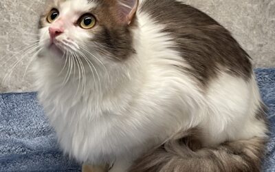 Marshmallow
