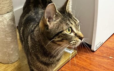 Mirabelle