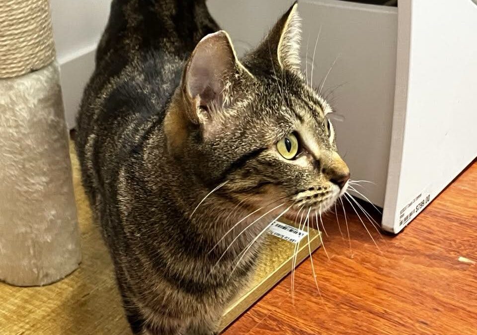 Mirabelle