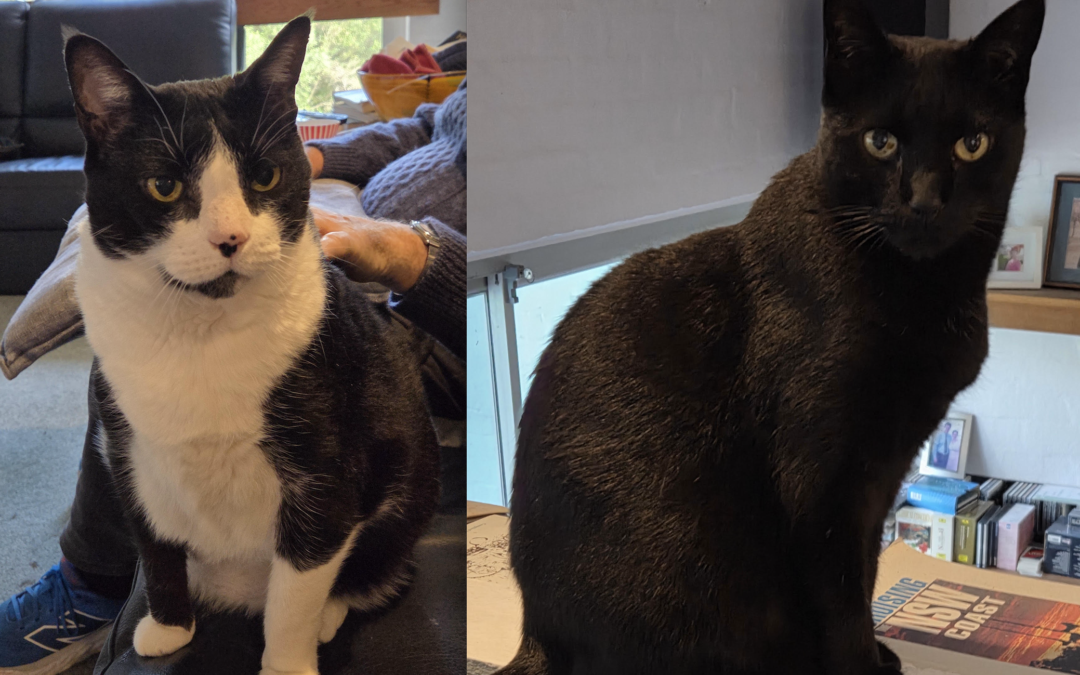 Blackie and Collie – Assisted Rehome