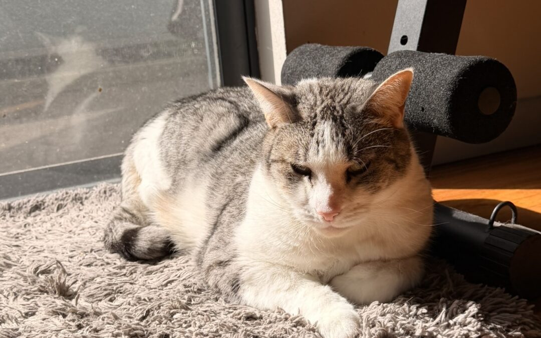 Lemon – Assisted Rehome