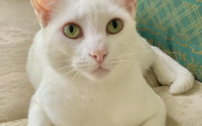 Leopold – Assisted Rehome