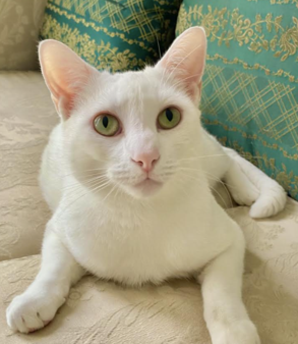Leopold – Assisted Rehome