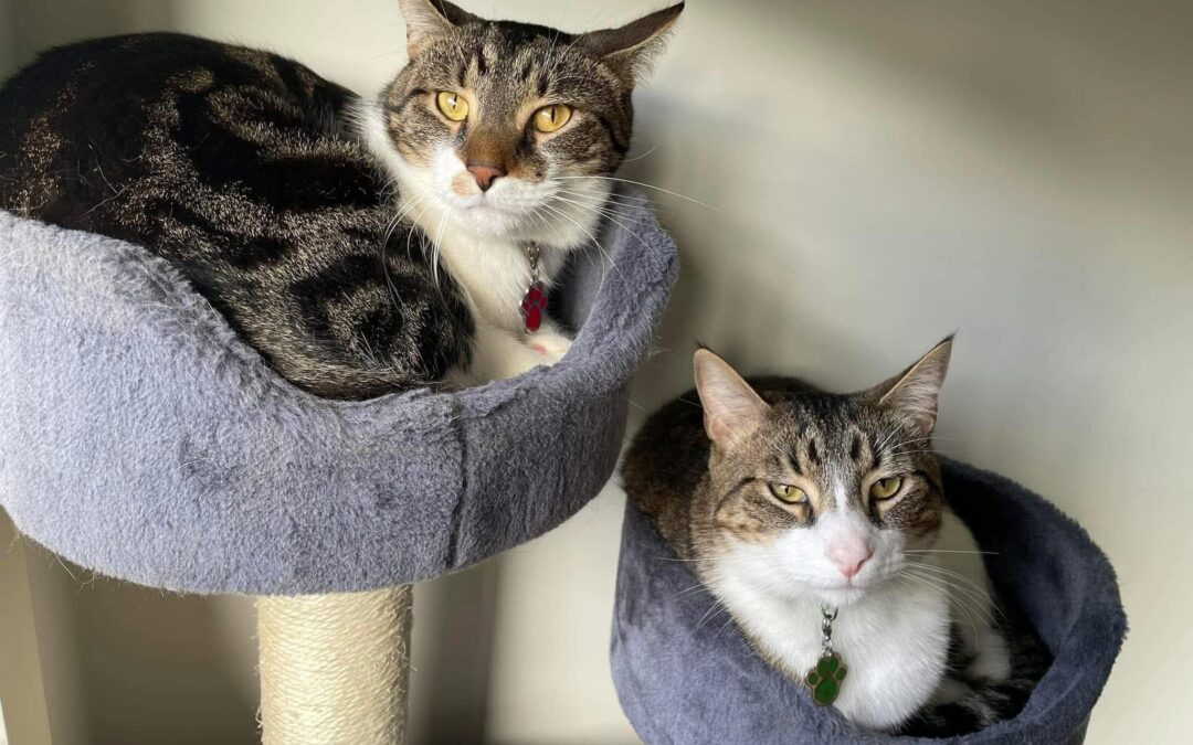 Mareo and Luca