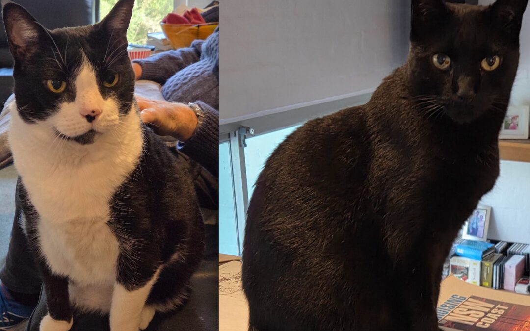 Blackie and Collie – Assisted Rehome
