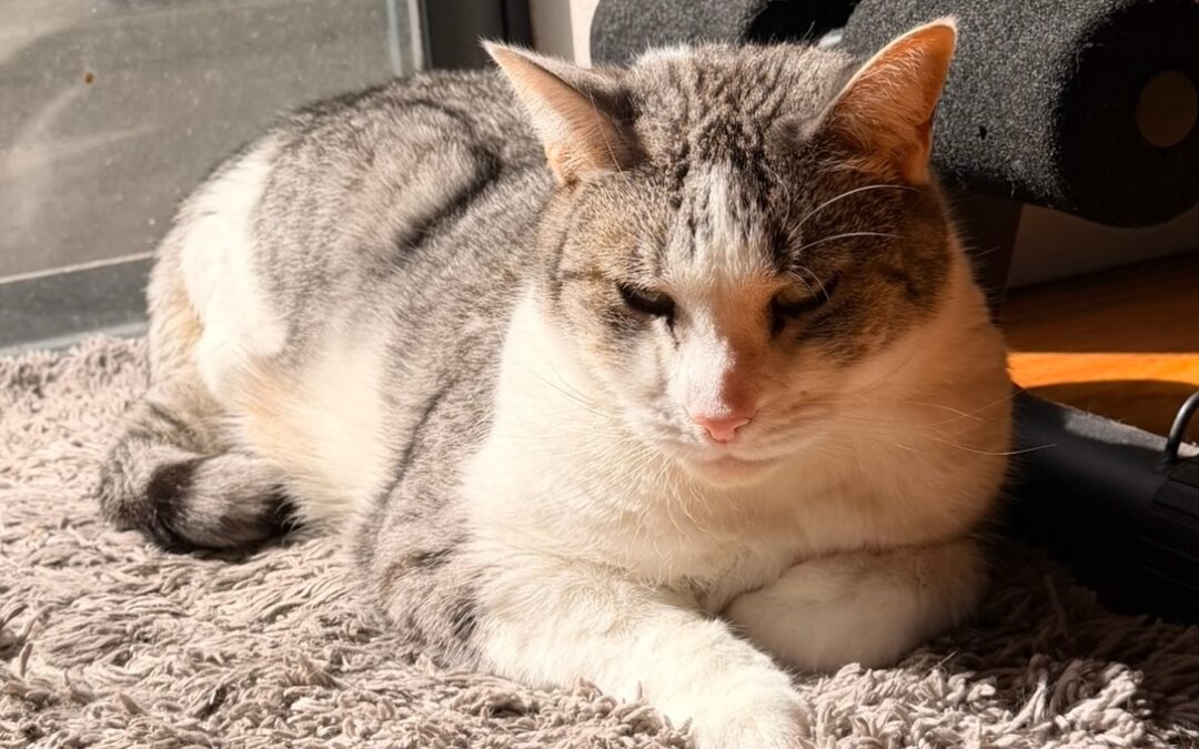 Lemon – Assisted Rehome – On Trial