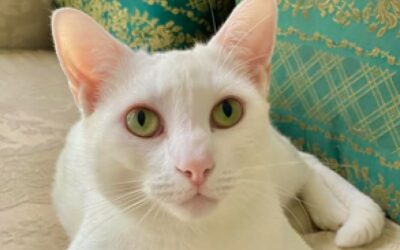 Leopold – Assisted Rehome