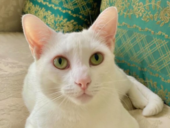 Leopold – Assisted Rehome