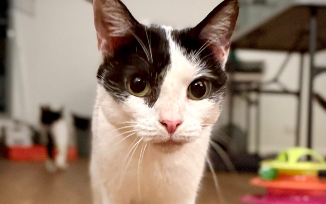 Nova