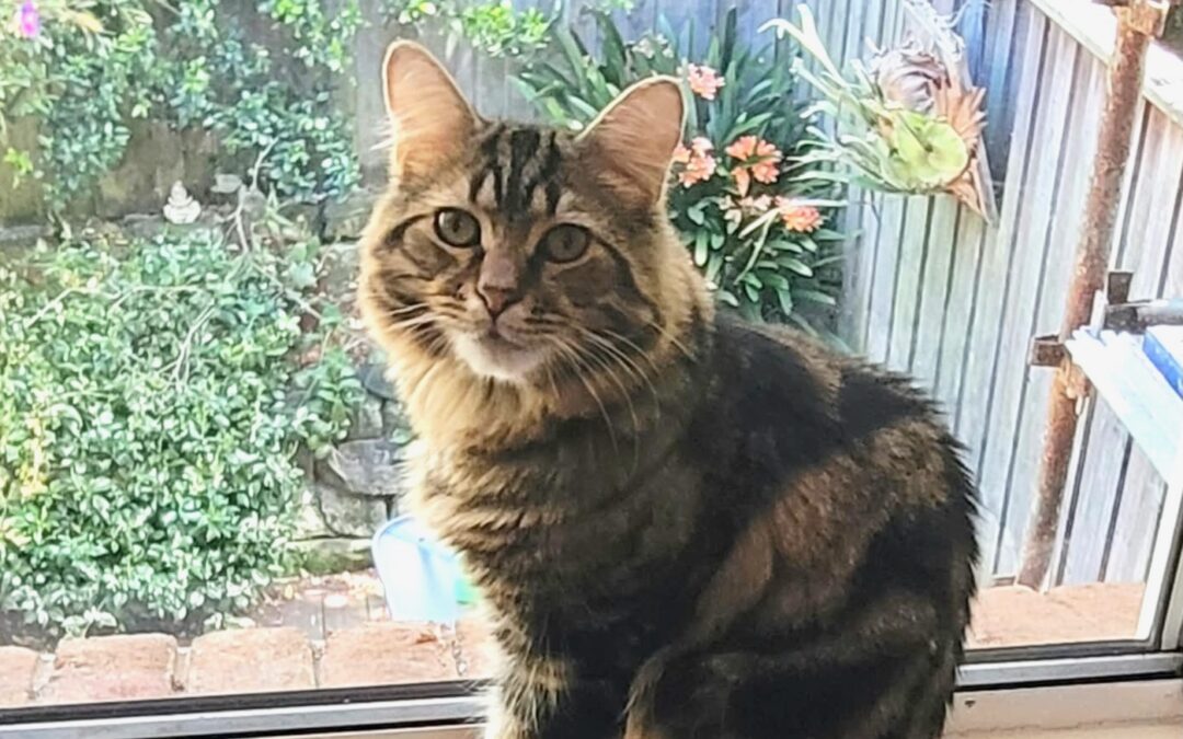Okami