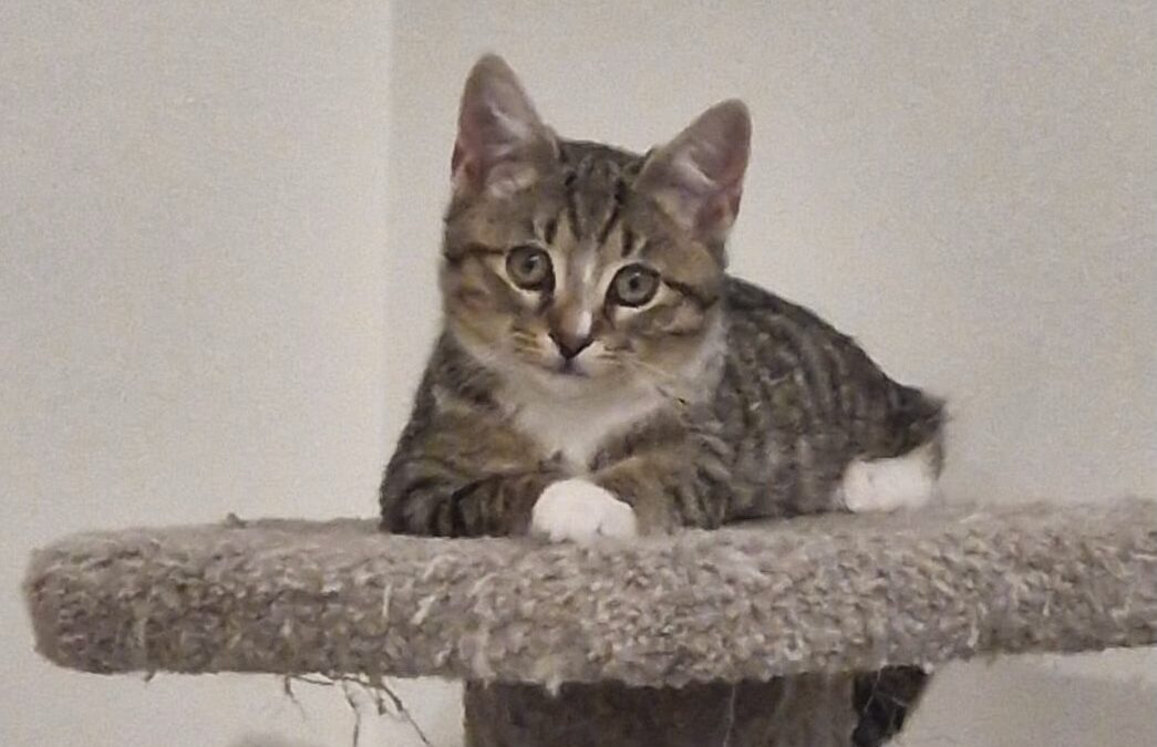 Rye