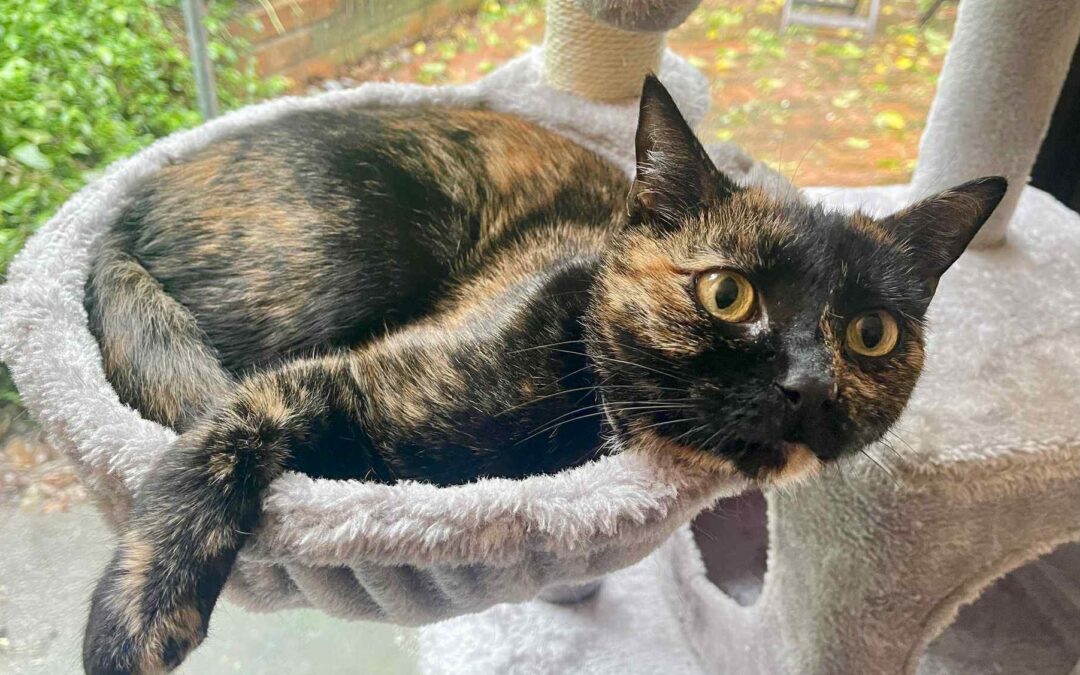 Arya